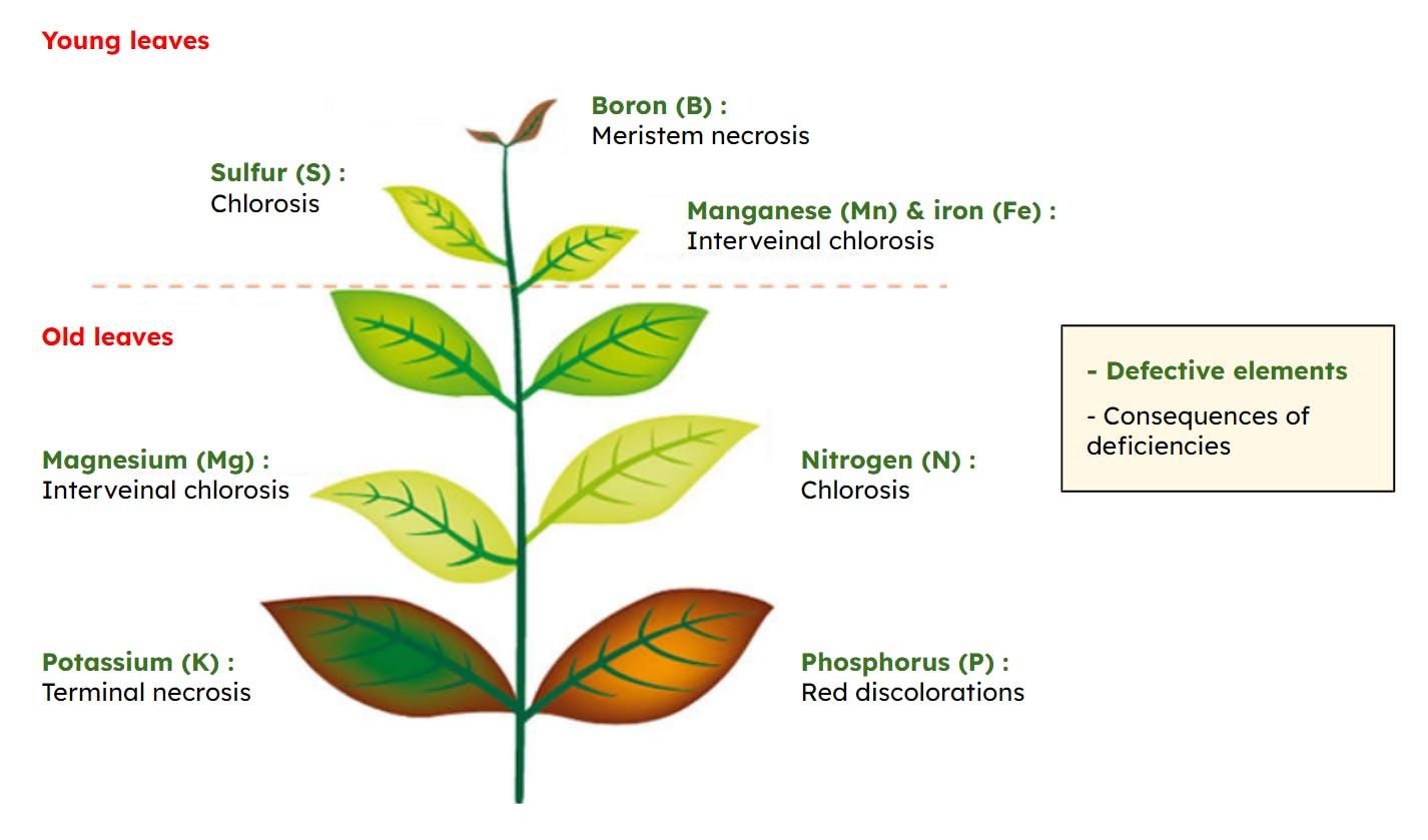 Figure 1. Example of nutritional deficiencies and their impact on plants (Adapted from UNIFA)