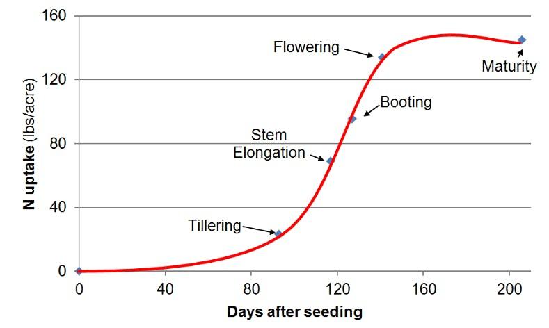 Figure 3. Nitrogen uptake by wheat during its growth cycle (UCDAVIS)