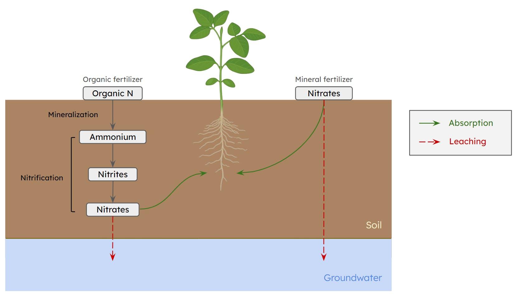 Figure 2. Fertilizer fate in the soil  